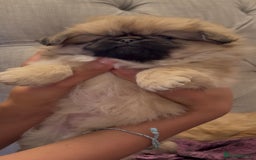 Pekingese dogs for sale: Gorgeous Pekingese puppies  - Image 9