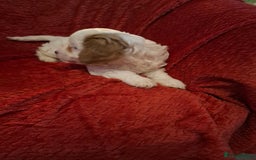 Cavapoochon dogs for sale: Cavapoochon Girl - Advert 5