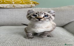 Savannah cats for sale: Awesome snow leopard Keetso male  - Image 9