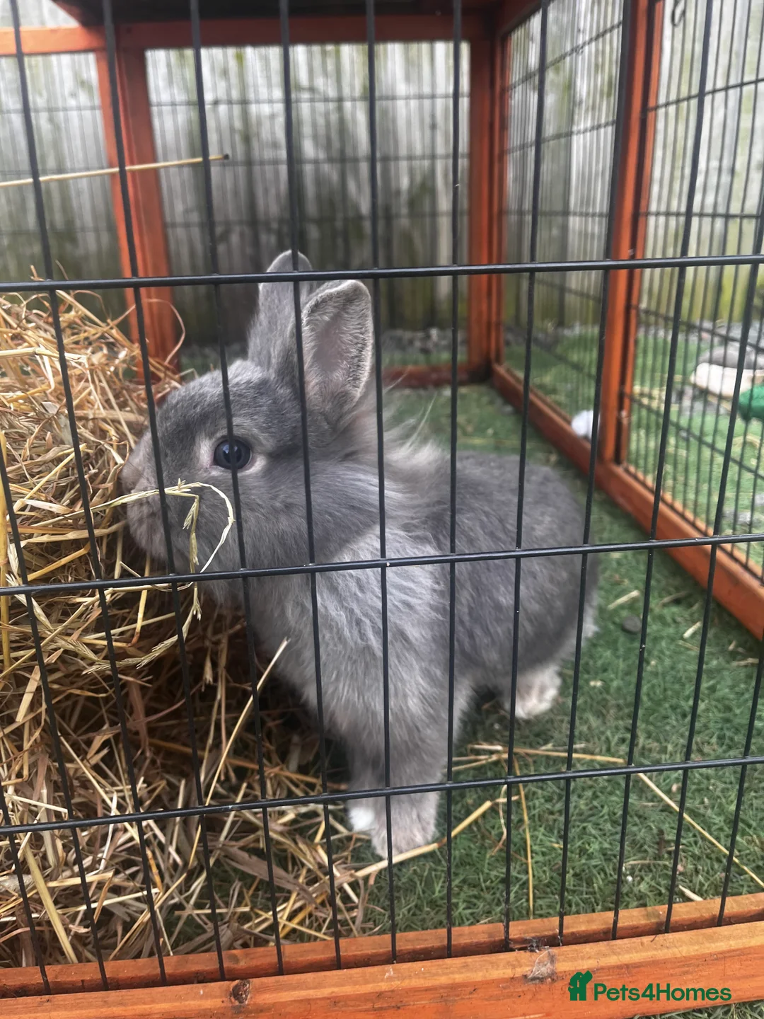 Mixed Breed rabbits for sale: 2 rabbits for sale  - Advert 3