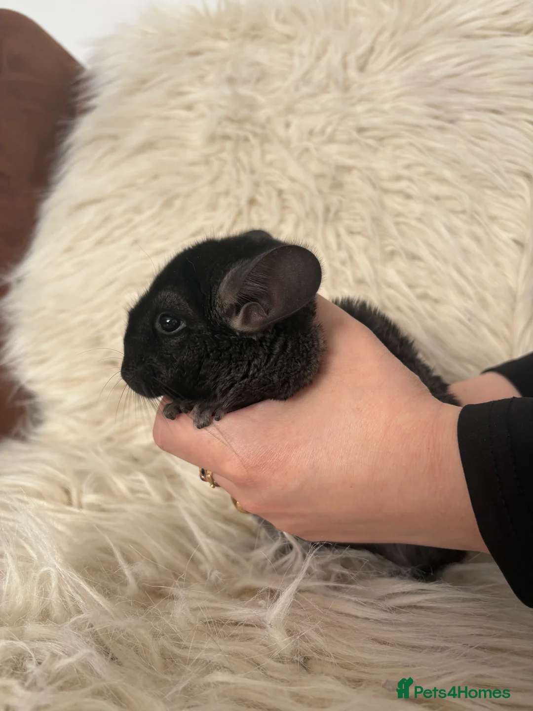 Chinchilla rodents for sale: 2 girl chinchillas ready for new home  - Advert 19