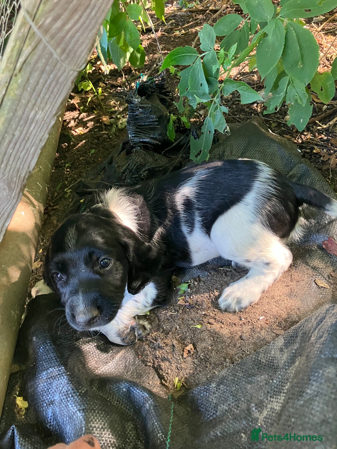 English Springer Spaniel dogs for sale: English Springer Spaniel Puppies for Sale - Image 26