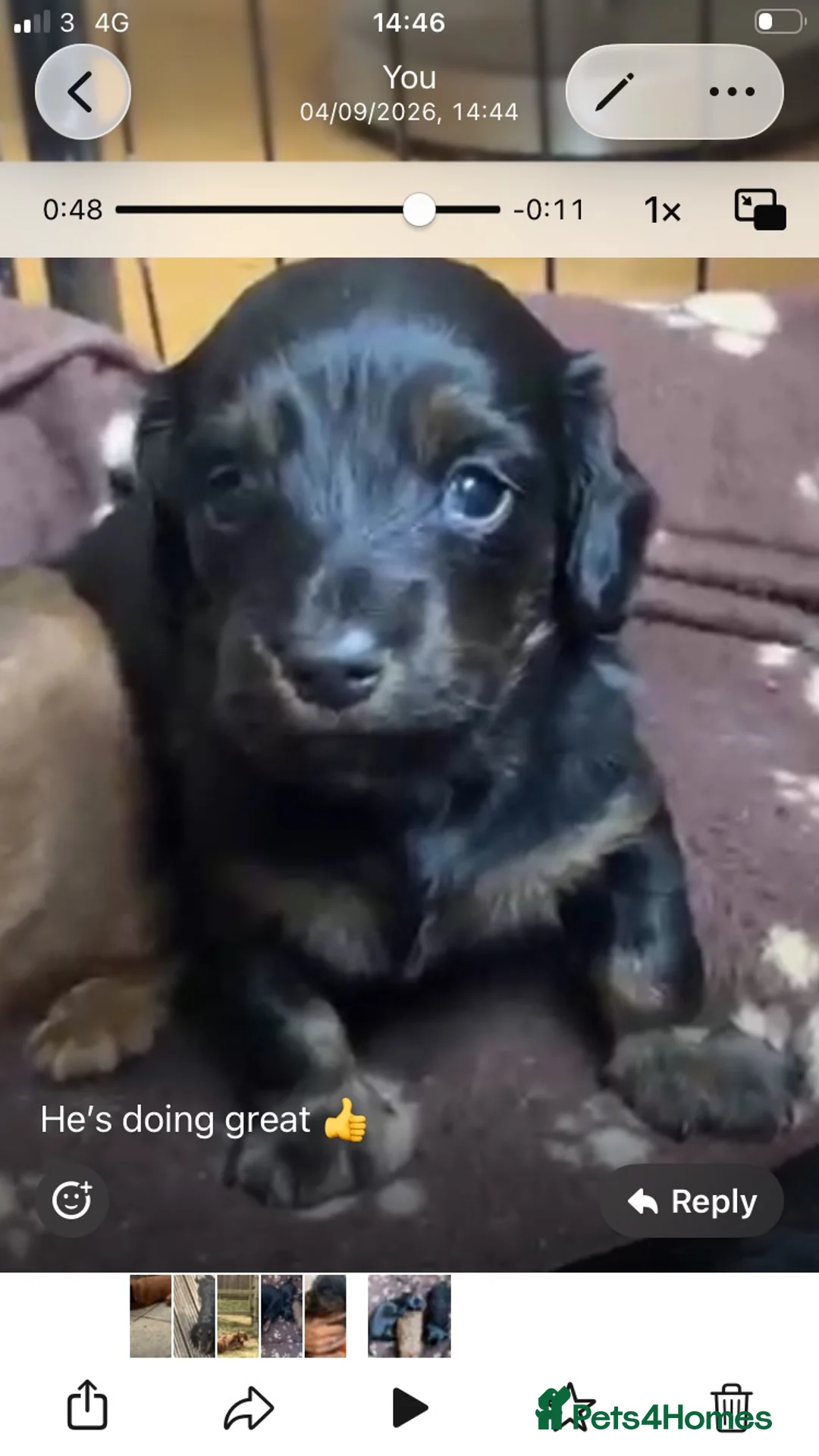 Miniature Dachshund dogs for sale: 2 stunning long hair girls  - Advert 2