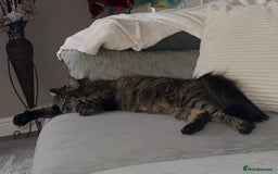 Mixed Breed cats for sale: Mainecoon mix kitten - Advert 7