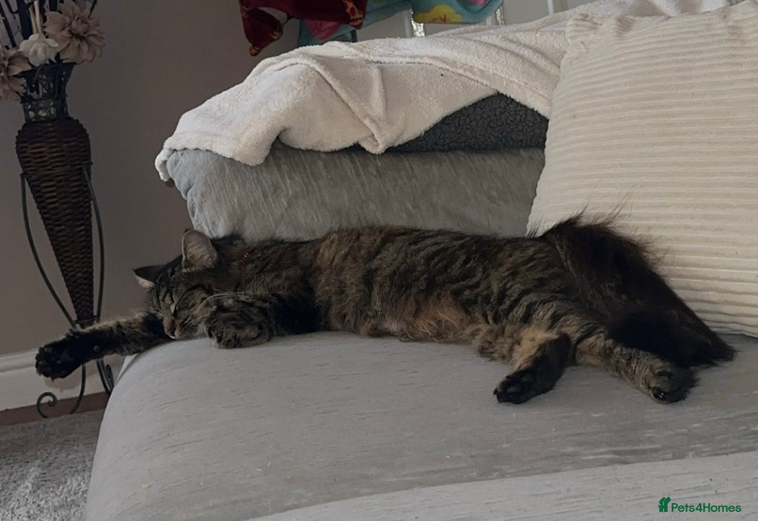 Mixed Breed cats for sale: Mainecoon mix kitten - Advert 7