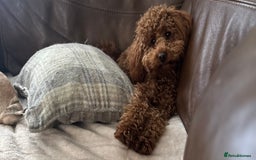 Toy Poodle dogs for stud: Kc health tested fox red Toy poodle for stud  - Image 13