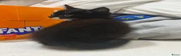 Mixed Breed cats for sale: 😍 3 Adorable Black & Tuxedo Kittens 🐈‍⬛💕 - Advert 16