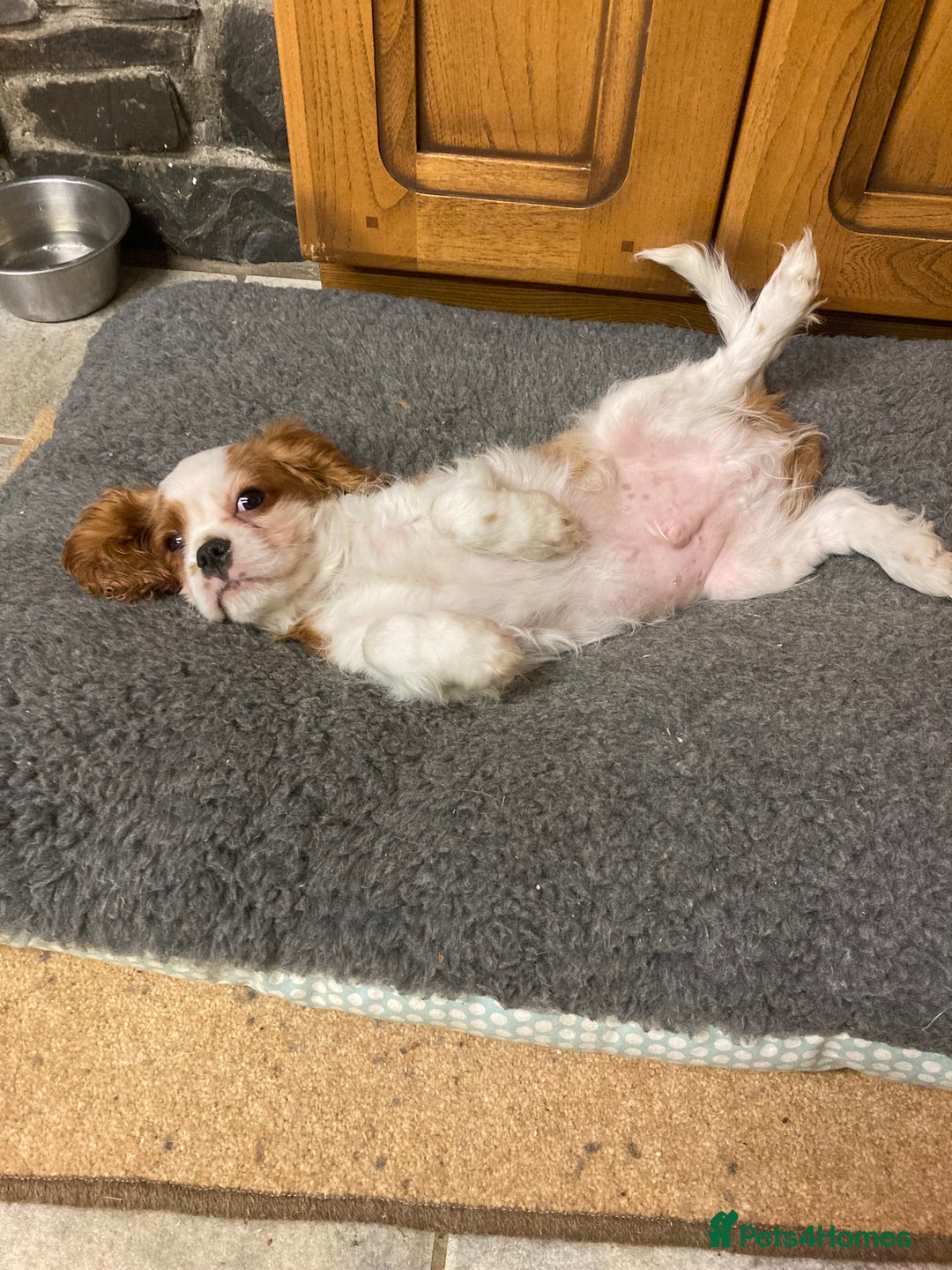 Cavalier King Charles Spaniel dogs for sale: 4 month old blenheim boy - health tested parents - Advert 4