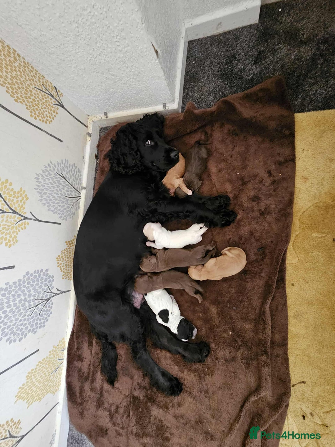 Cocker Spaniel dogs for sale: Cocker spaniel puppies - Advert 1