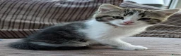 Mixed Breed cats for sale: Beautiful BSHxPersian kittens - Advert 6