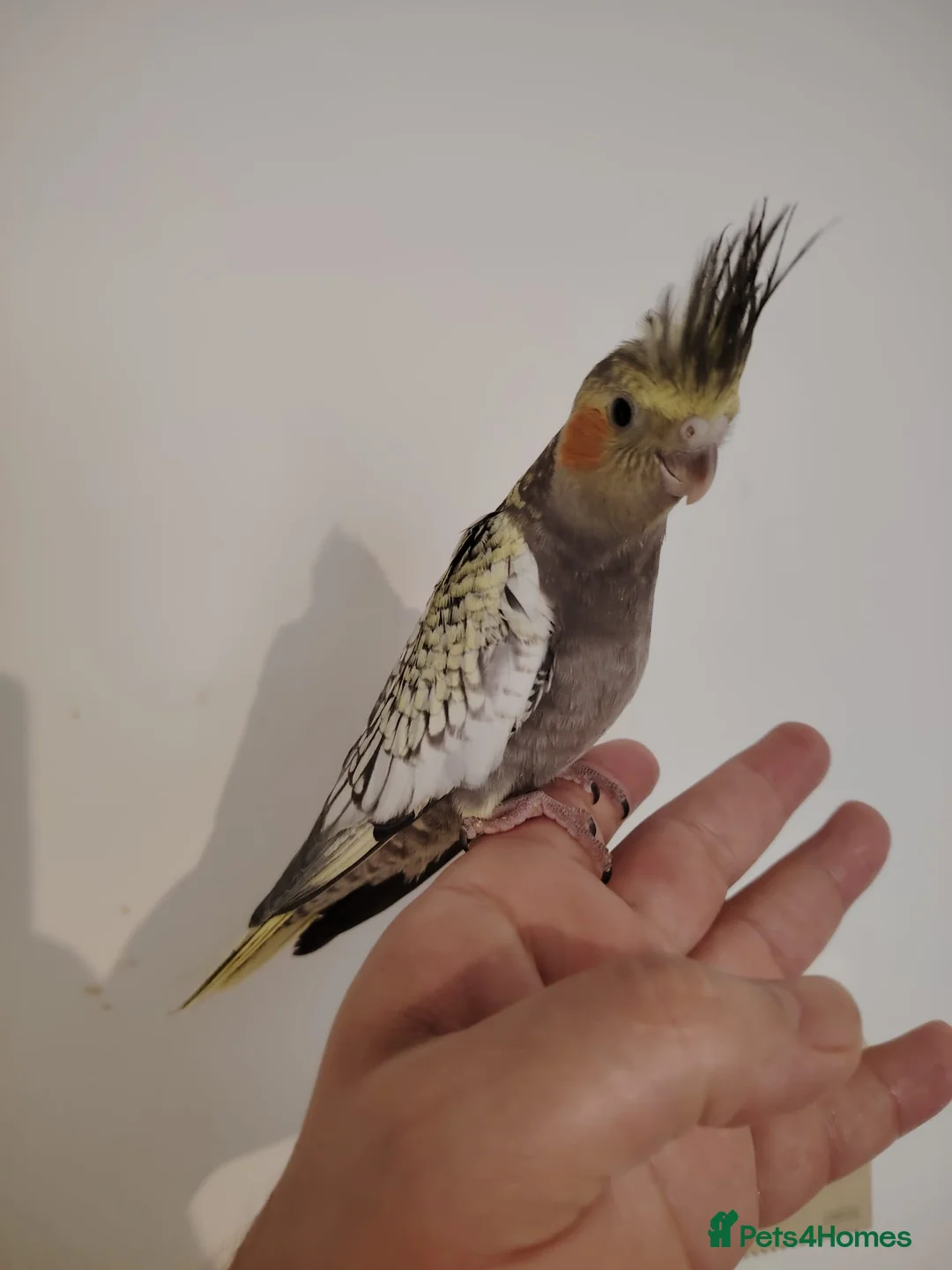Cockatiels birds for sale: baby cockatiels - Advert 2
