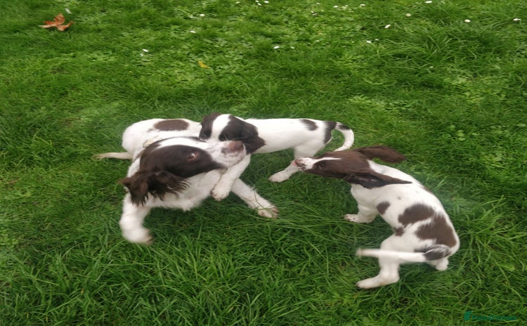 Sprocker dogs - Advert 1