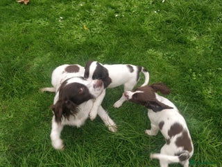 Sprocker dogs - Advert 6