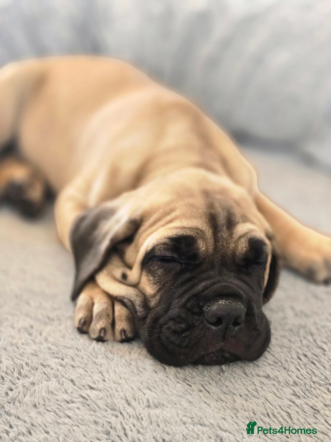 Cane Corso dogs for sale: Cane corso puppies  - Image 4