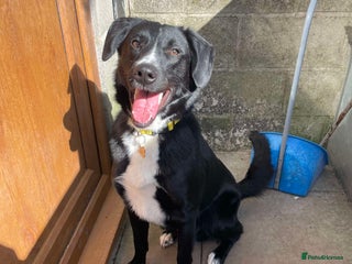 Mixed Breed dogs in Nantwich - Advert 37