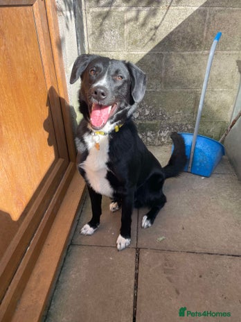 Mixed Breed dogs Meet Brian, currently residing in Cheshire in Nantwich - Advert 1