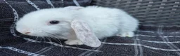 Mini Lop rabbits for sale: 🩷💙 Baby Pure-bred Mini Lops Ready Next Weekend! - Advert 8