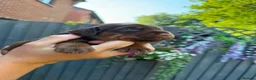 Sprocker dogs for sale: Last beautiful girl choc and tan Sprocker  - Advert 31