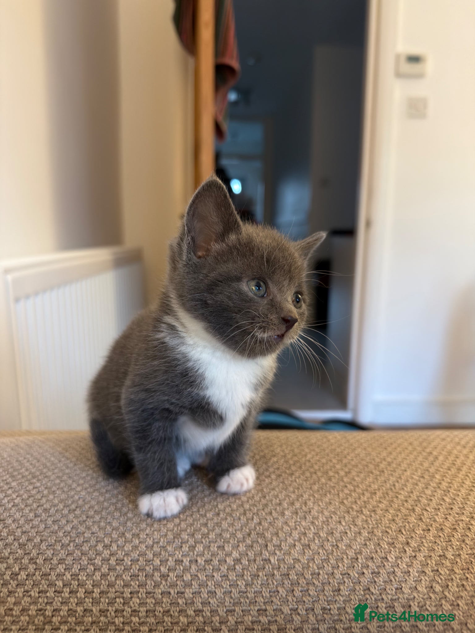 Mixed Breed cats Rare Grey Kitten  - Advert 1