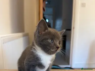 Mixed Breed cats Rare Grey Kitten - Advert 1