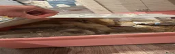Mixed Breed rabbits for sale: 3 Teddydwarf bunnies looking for a new home.  - Advert 9