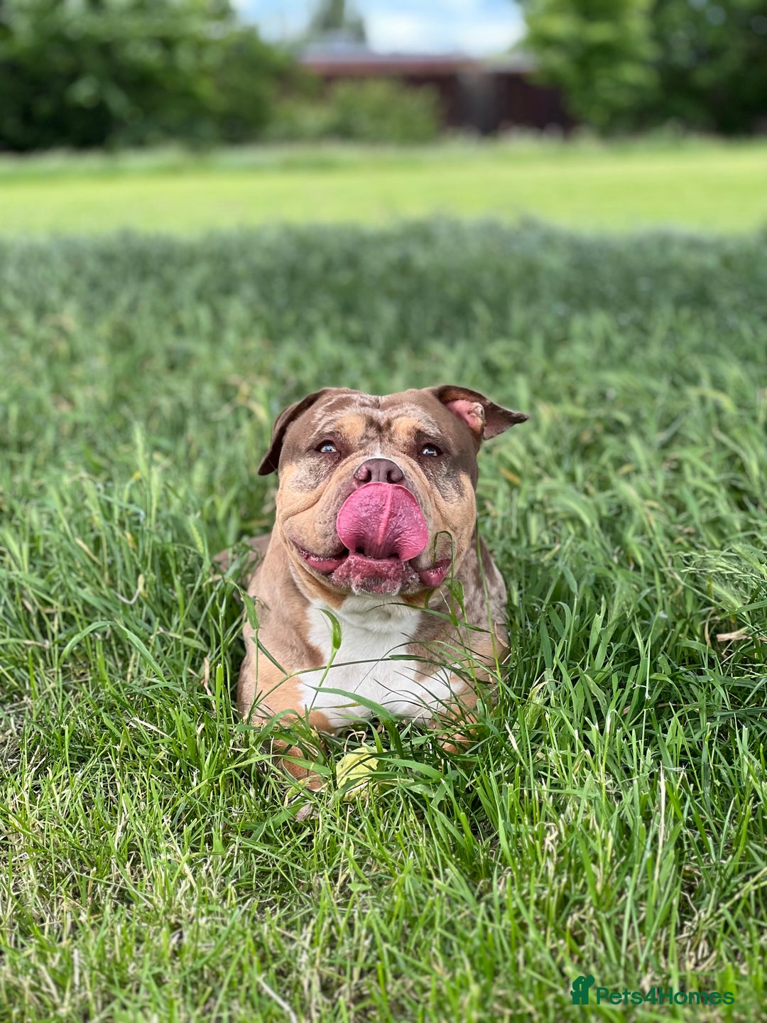 American Bulldog dogs for sale: Pocket bully female  - Image 4