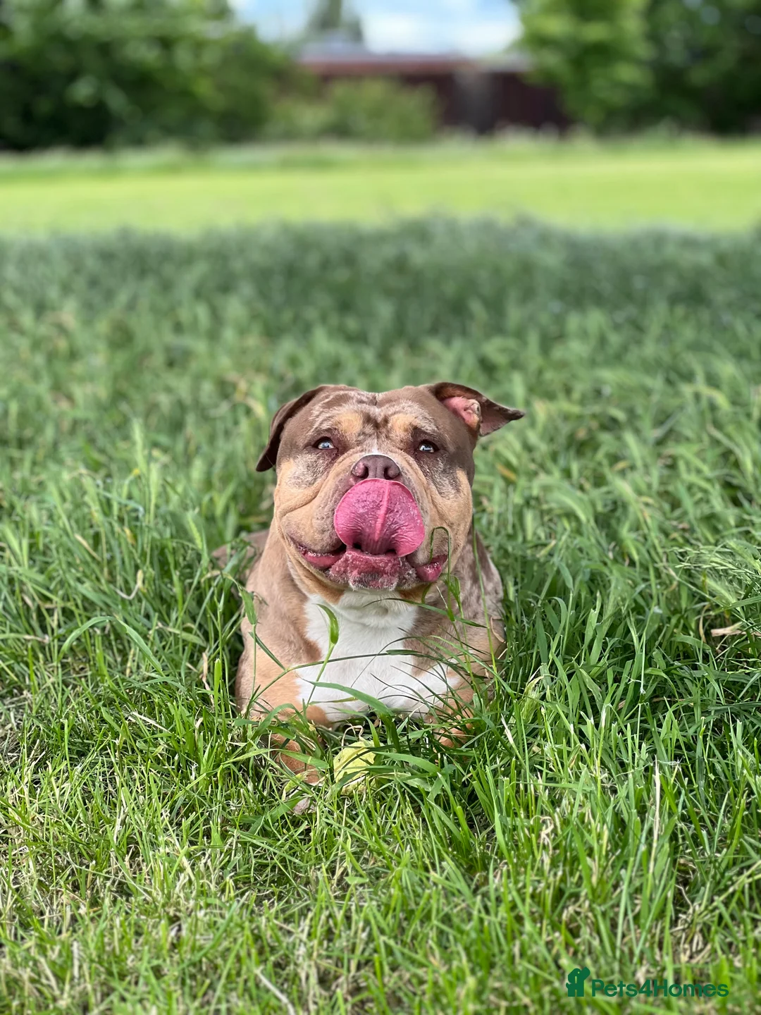 American Bulldog dogs for sale: Pocket bully female  - Advert 4