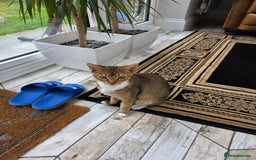 Abyssinian cats for sale: MILO FOR SALE - Image 4