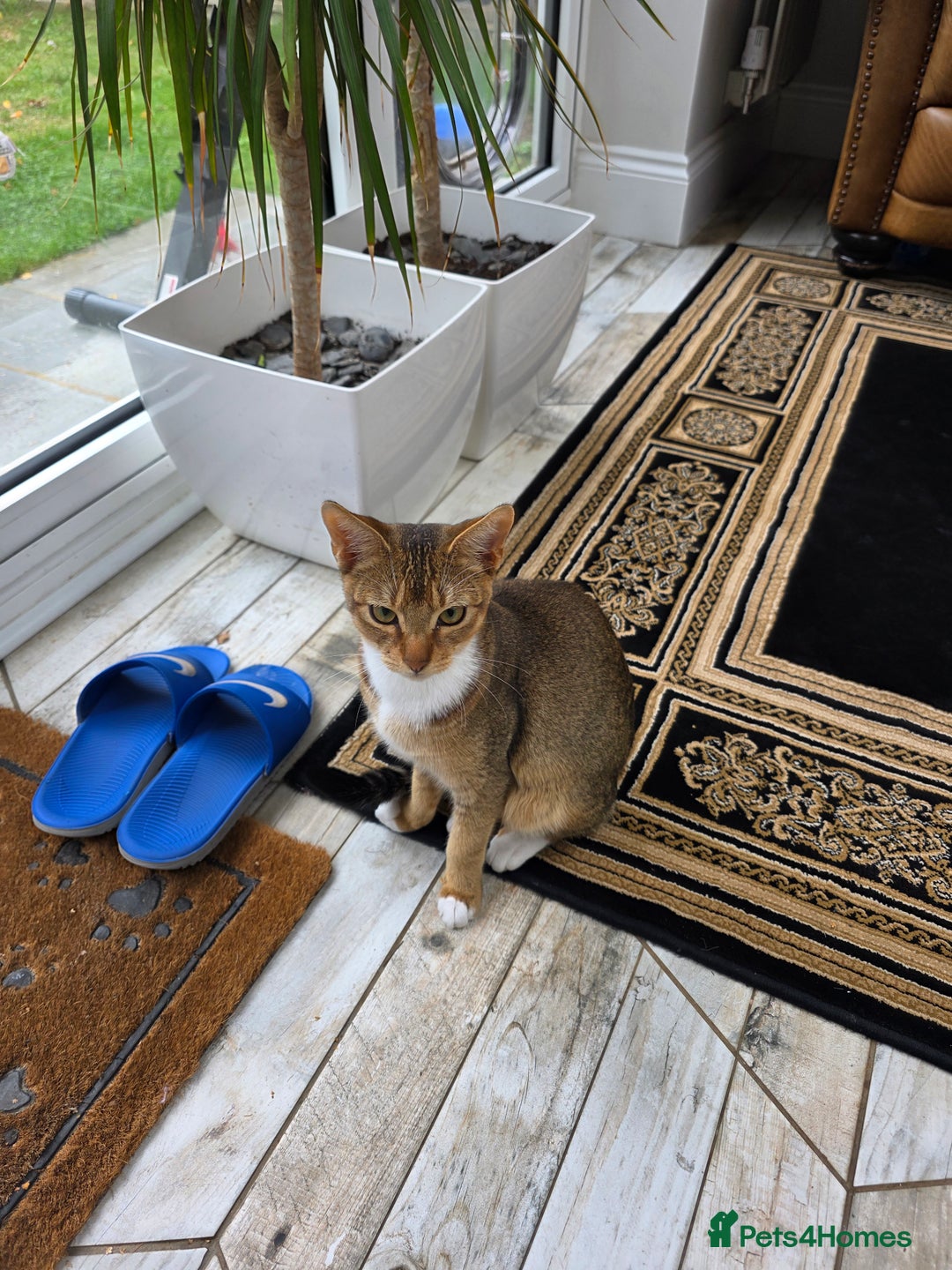 Abyssinian cats for sale: MILO FOR SALE - Image 4