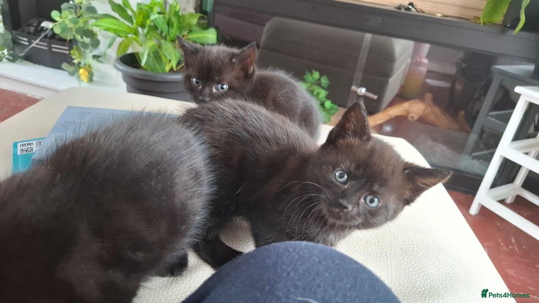 Mixed Breed cats for sale: READY NOW 2 female long haired fluffy kittens - Image 5