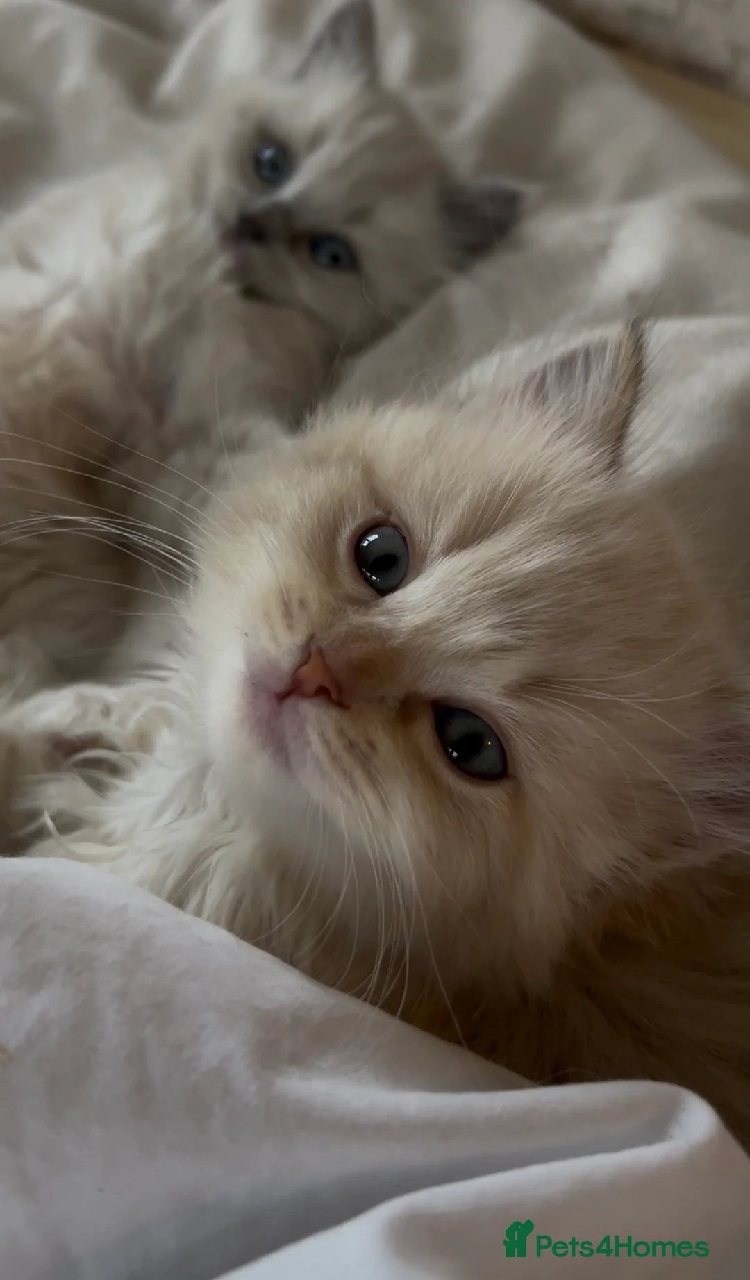 Ragdoll cats for sale: Quality Mink Sepia Cherubim Ragdolls - Advert 8