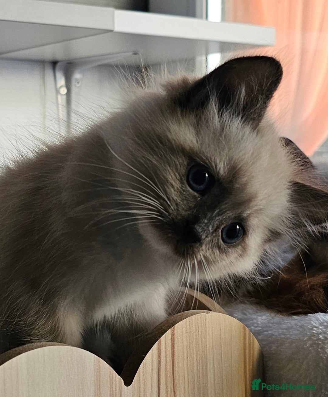 Ragdoll cats for sale: Soo cudly and playfull, two litters! - Advert 7