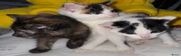 Domestic Shorthair cats for sale: 3 beautiful kittens  - Advert 2