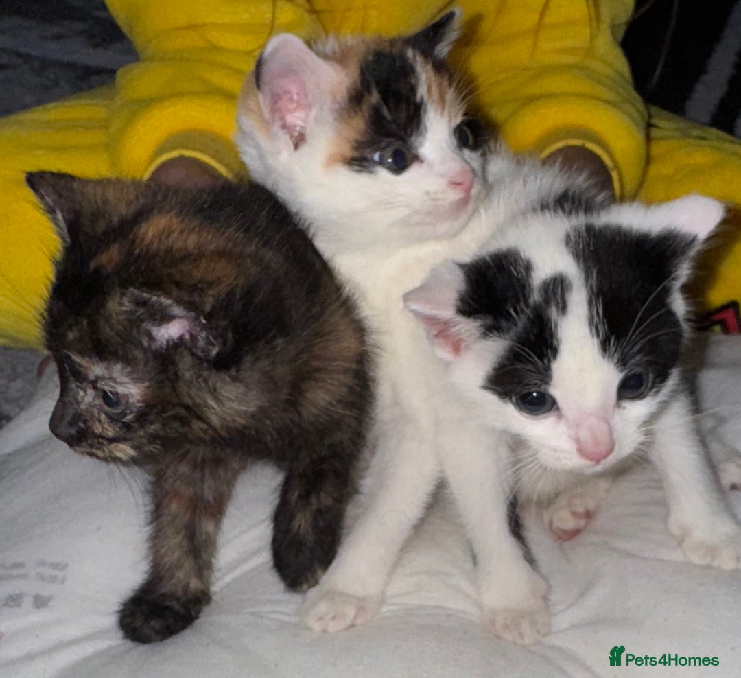 Domestic Shorthair cats for sale: 3 beautiful kittens  - Advert 2
