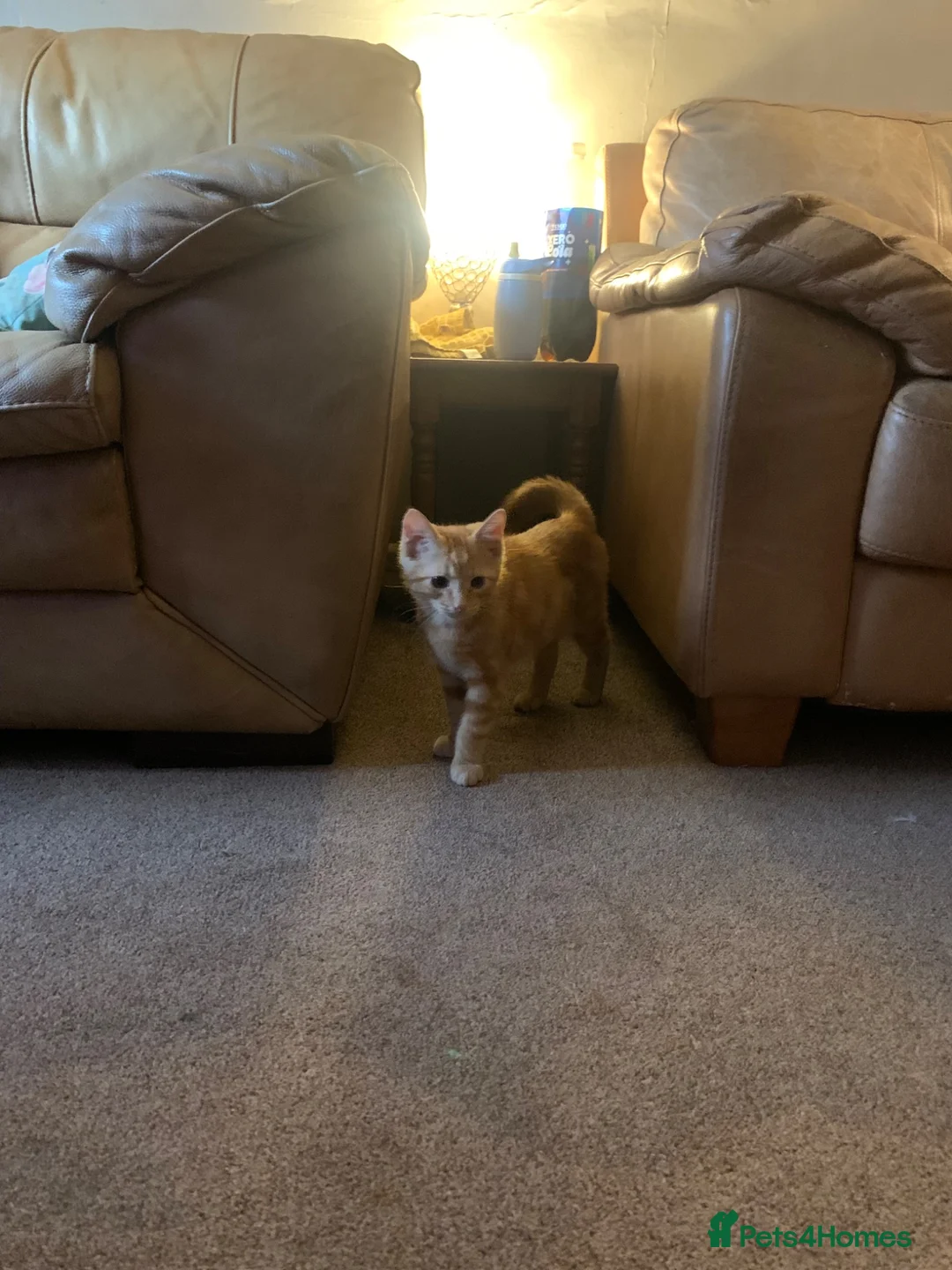 Mixed Breed cats for sale: X2 Ginger males age 14 weeks today - Advert 6