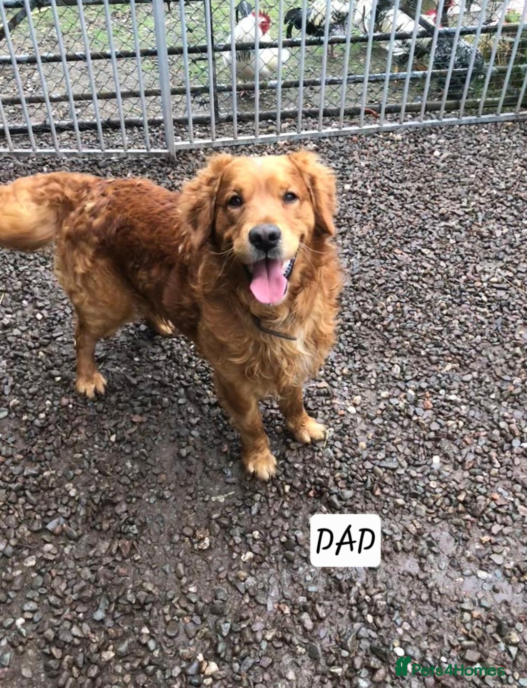 Golden Retriever dogs for sale:  golden retriever pups - Advert 15