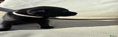 Labrador Retriever 4