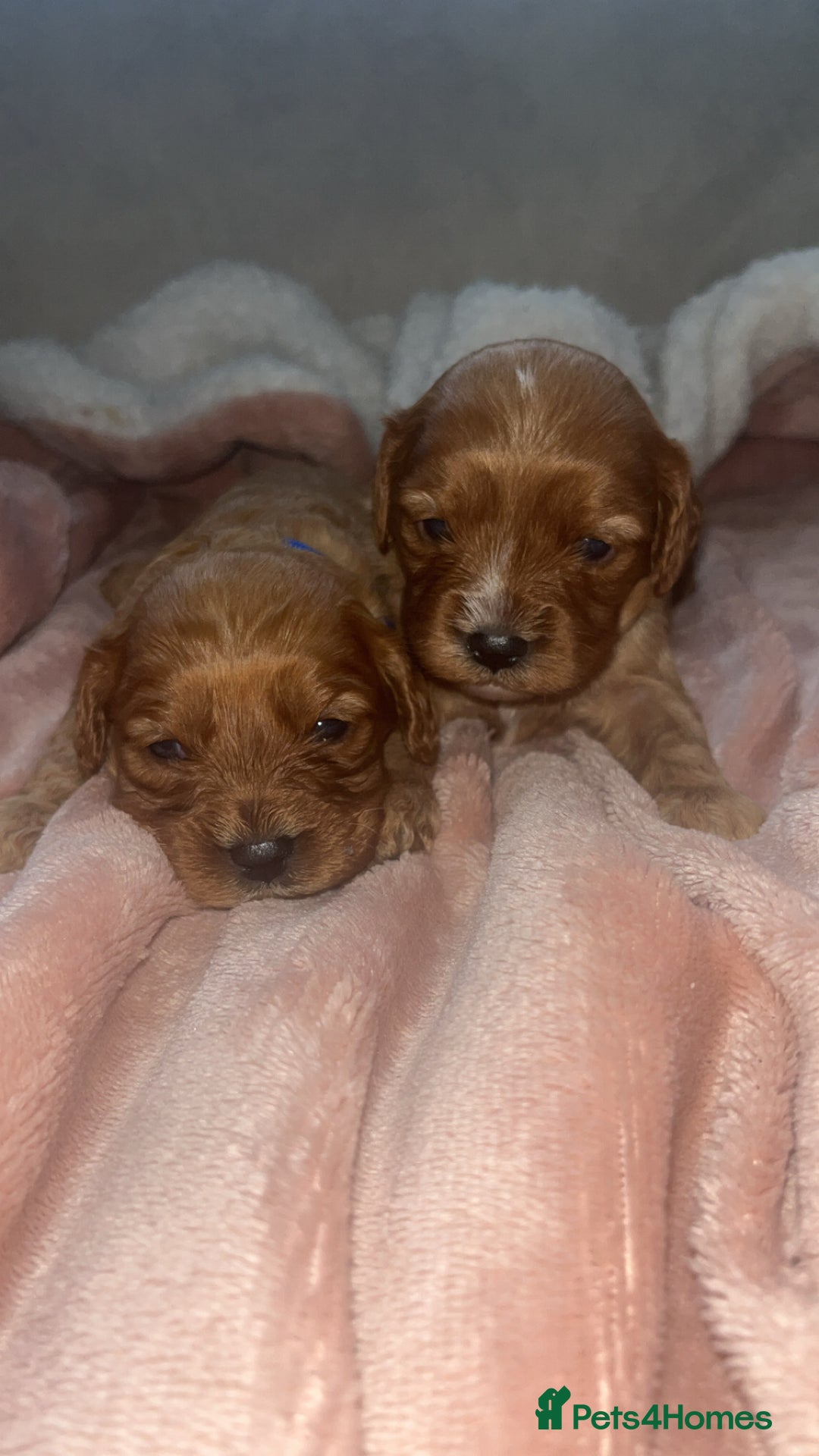 Cavapoo dogs for sale: F1 Cavapoos  - Image 7