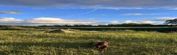 Dobermann dogs for stud: Lorcan (Lorcs) in Burton-on-Trent - Advert 24