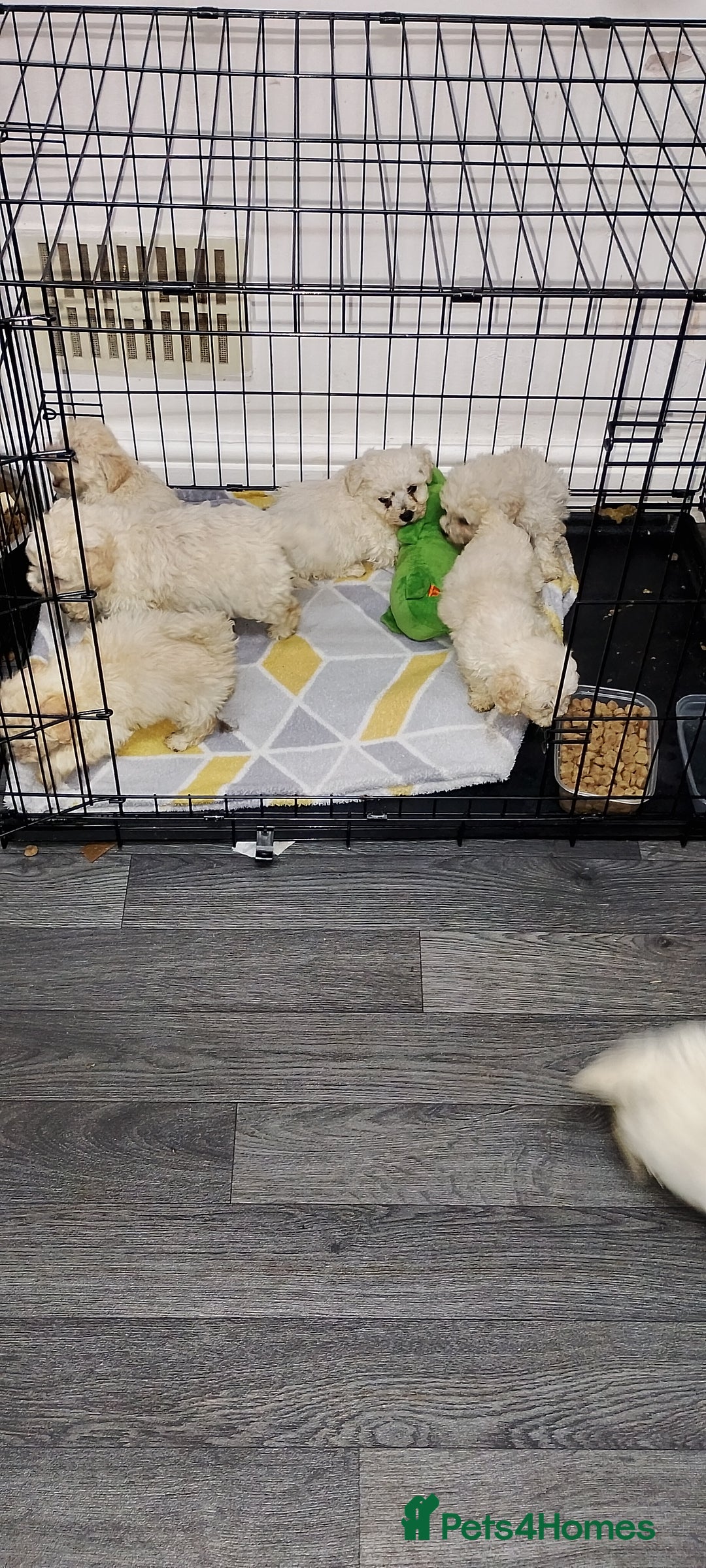 Poochon dogs for sale: Poochon  - Advert 24