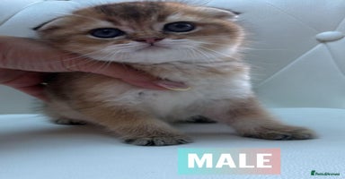 Scottish Fold cats - Advert 14