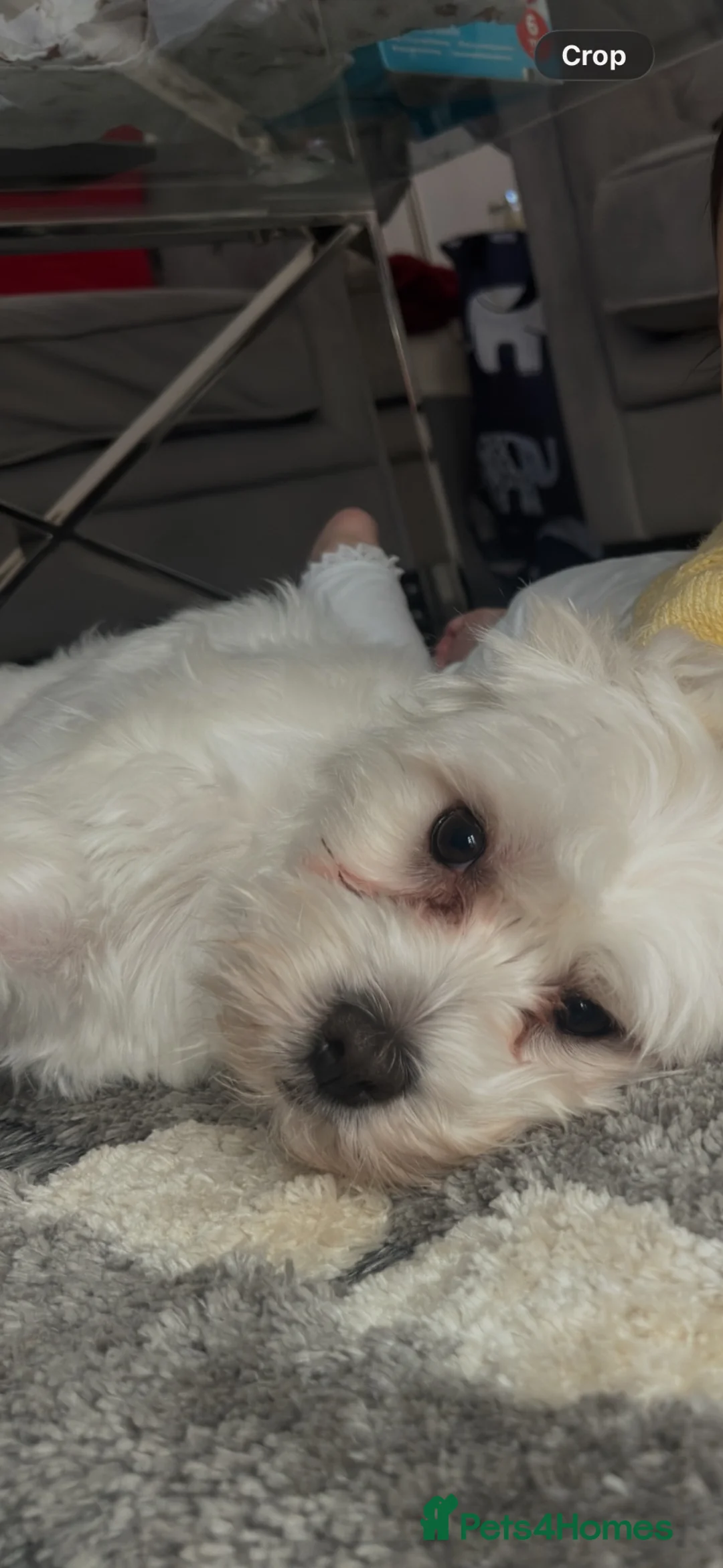 Maltese dogs for sale: Beautiful White Male Maltese – 3 Years 10 Months - Advert 2