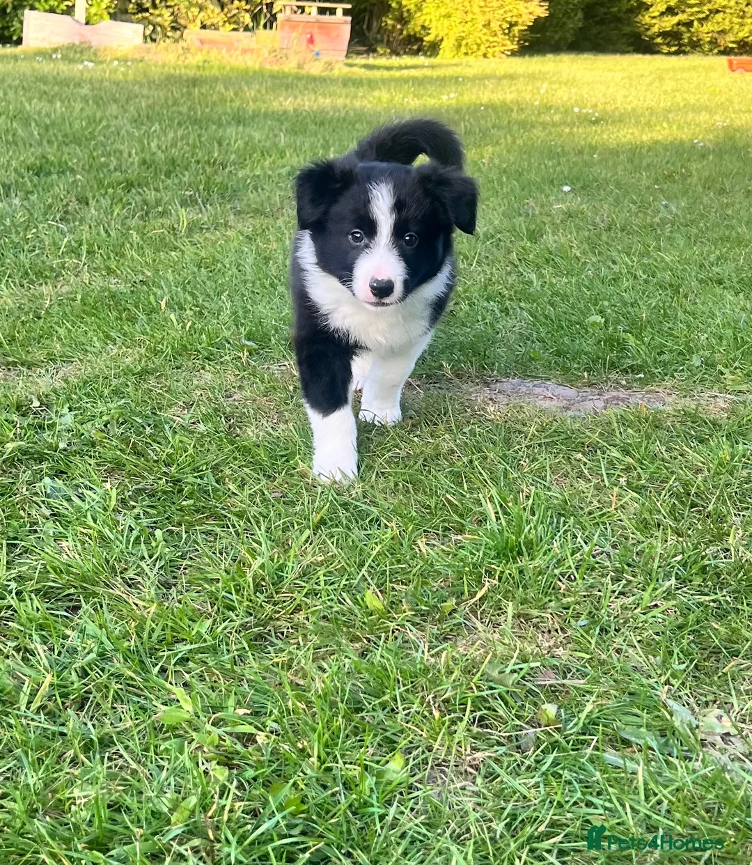 Border Collie dogs for sale: KC Reg Beautiful Border Collie Boy Ready Now - Advert 2