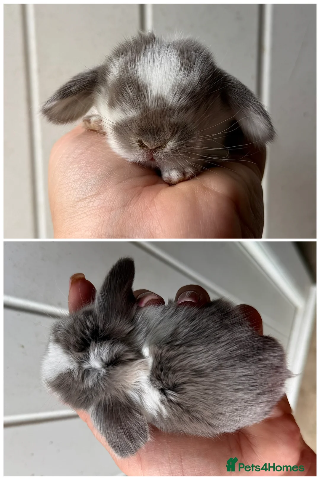 Mini Lop rabbits for sale: Baby Mini Lops - Advert 4