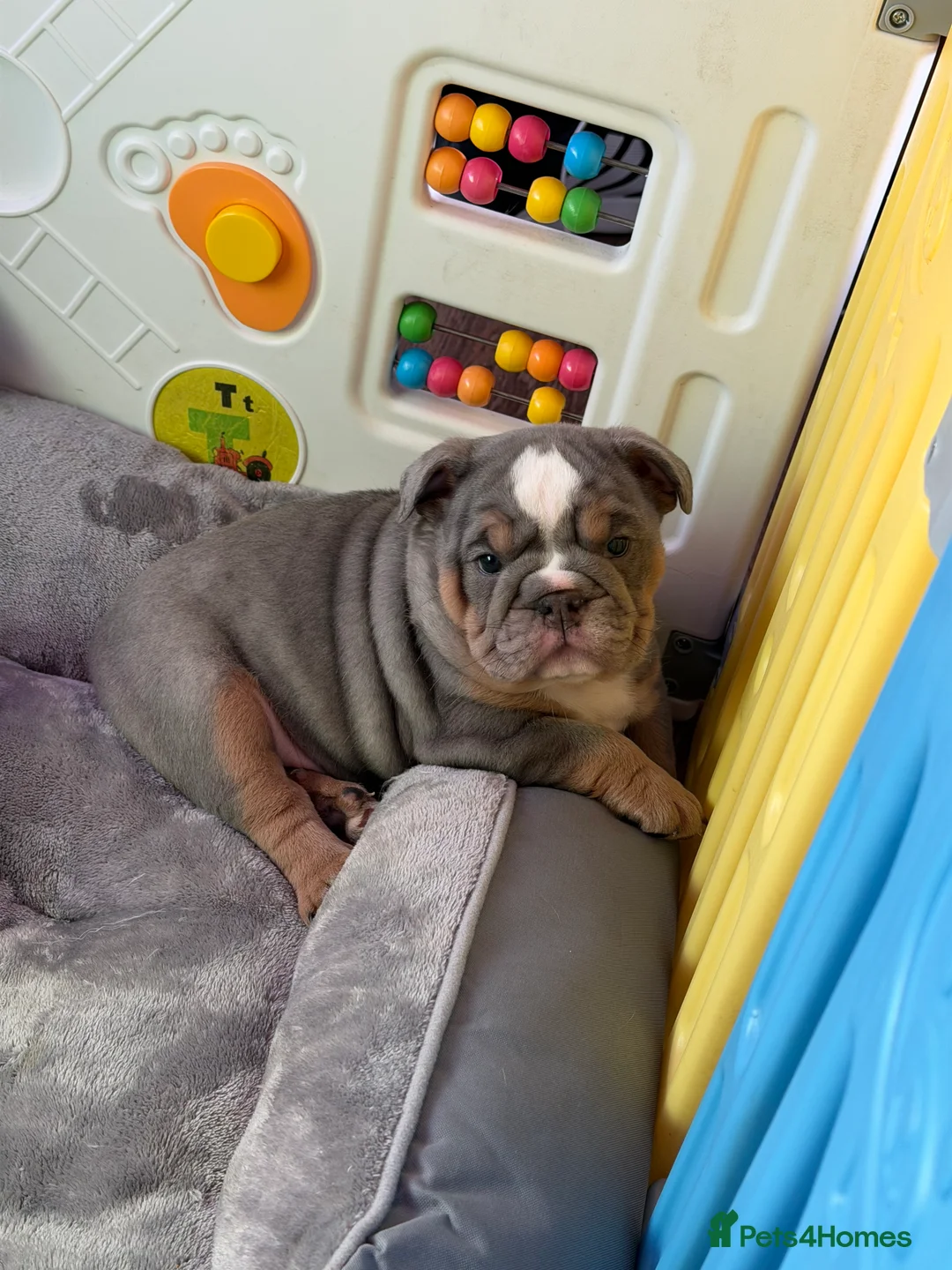 English Bulldog dogs for sale: KC registered English bulldog puppies  - Advert 2