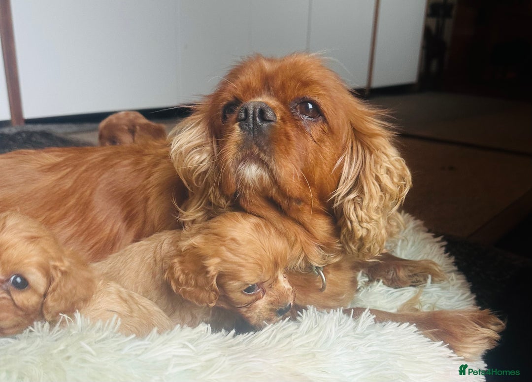 Cavapoo dogs for sale: Bright red not to curly f1 Cavapoo’s  - Advert 2
