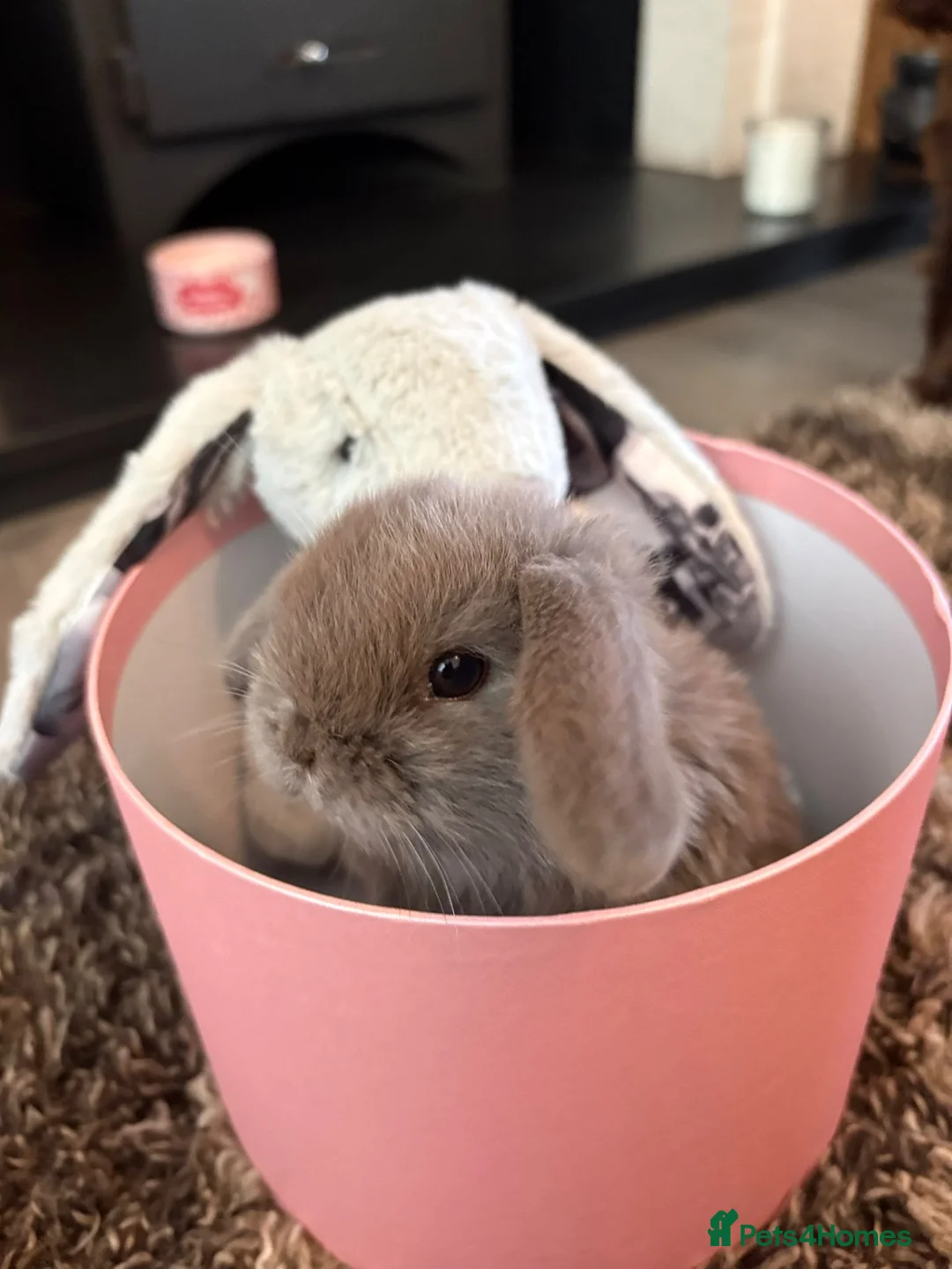 Mini Lop rabbits for sale: 5 gorgeous pure bred mini lop baby bunnies in Stourport-on-Severn - Advert 2