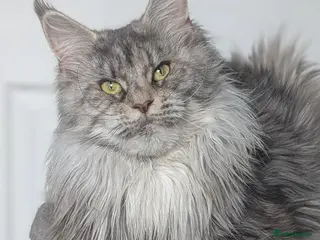 Maine Coon cats Stunning Tica registered Maine coons - Advert 2