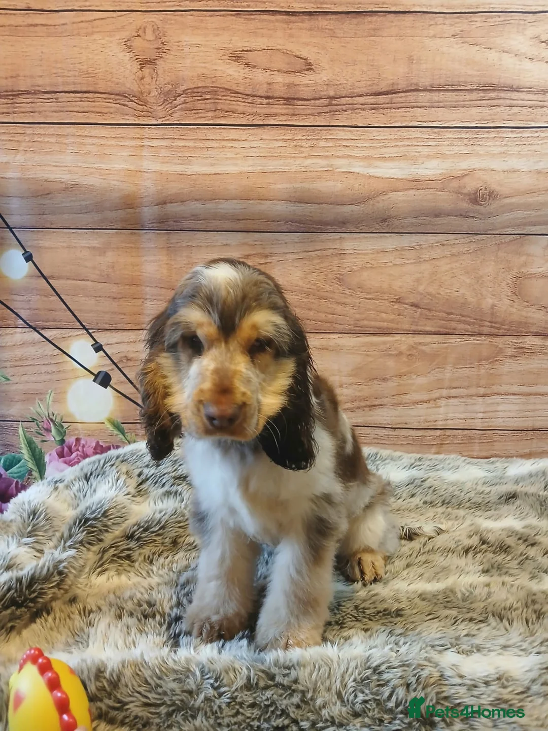 Cocker Spaniel dogs for sale: Adorable young Cocker Spaniel girl - Advert 5