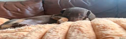 Miniature Dachshund dogs for sale: Miniature Dachshund Puppies - Advert 4
